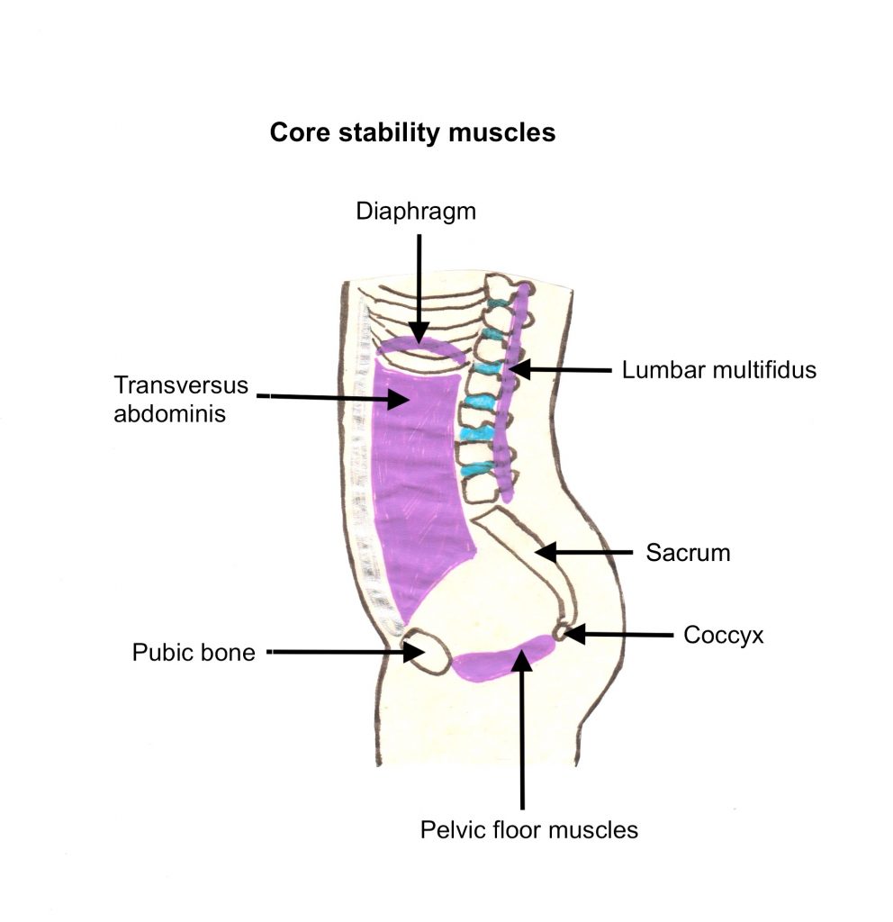 Diagram showing the core stability muscles